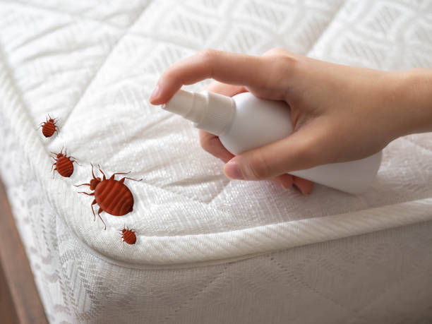 Professional Pest Control in La Mesa, CA